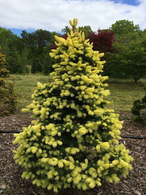 Picea Pungens 'Maigold' - Octopus/Blue Spruce (yellow)