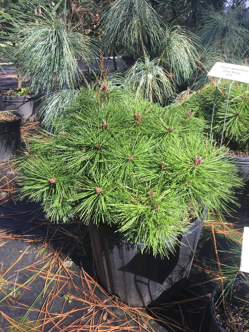 Pinus Densiflora 'Jane Kluis' - Kääpiöjapaninpunamänty