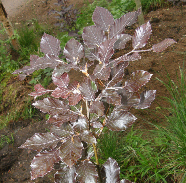 Fagus sylvatica 'Atropurpurea' - Punapyökki (Veripyökki)