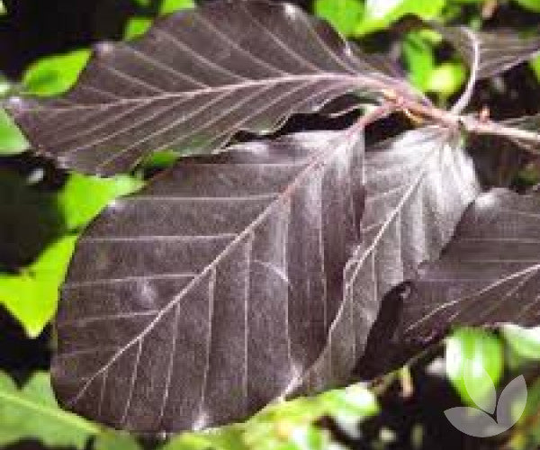 Fagus sylvatica 'Atropurpurea' - Punapyökki (Veripyökki)