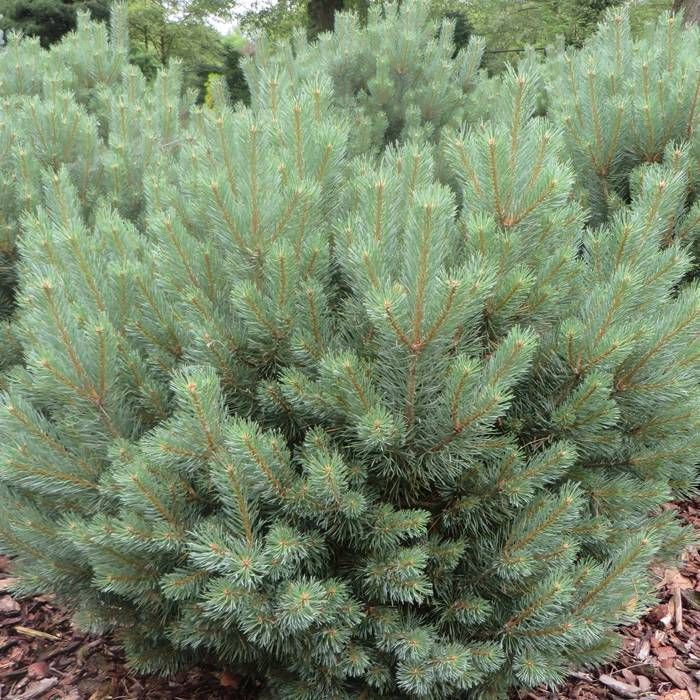 Pinus Sylvestris 'Watereri' - Kääpiömänty