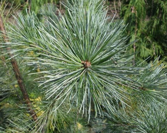 Pinus strobus 'Himmelblau' - Strobus pine