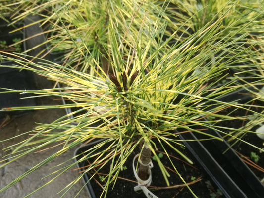 Pinus densiflora 'Golden Ghost' - Japaninpunamänty