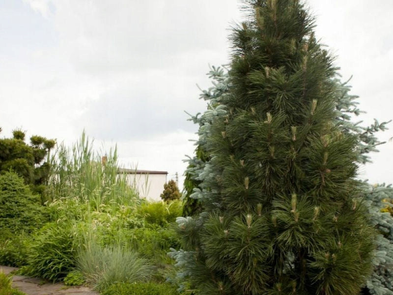 Pinus nigra ’Green Tower’ - Pilarimustamänty