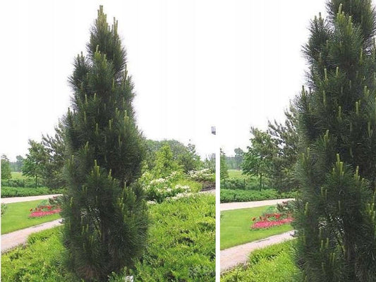Pinus nigra ’Green Tower’ - Pilarimustamänty