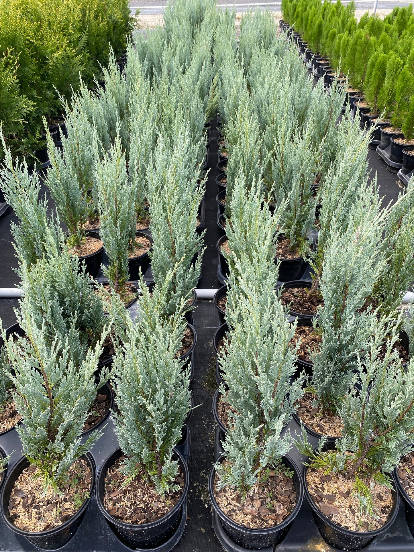 Juniperus Scopulorum 'Moonglow' - Rocky Mountain Juniper