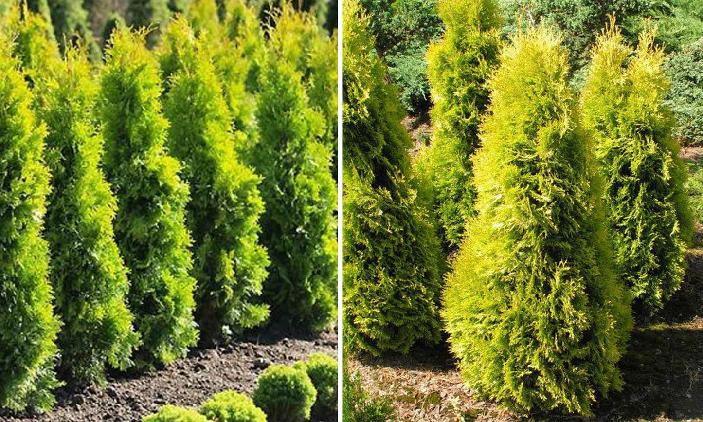 Thuja occidentalis 'Jantar' - Kanadantuija