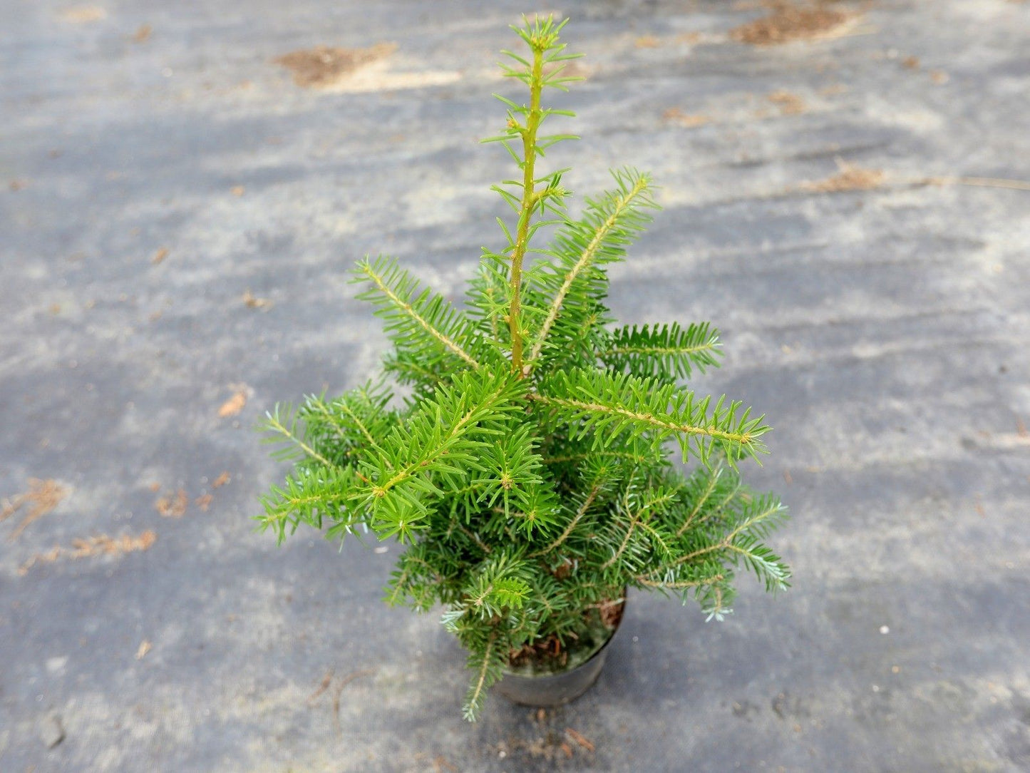 Abies koreana - Koreanpihta