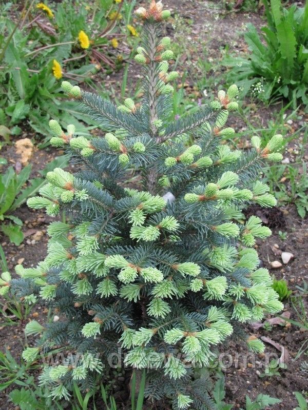 Abies lasiocarpa 'Compacta' - Kääpiölännenpihta