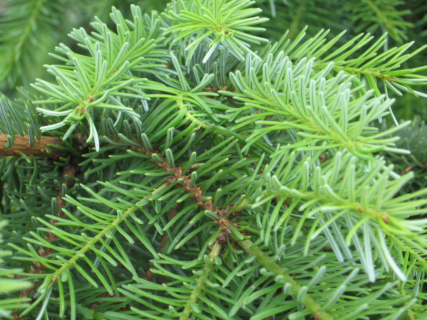 Abies koreana - Koreanpihta