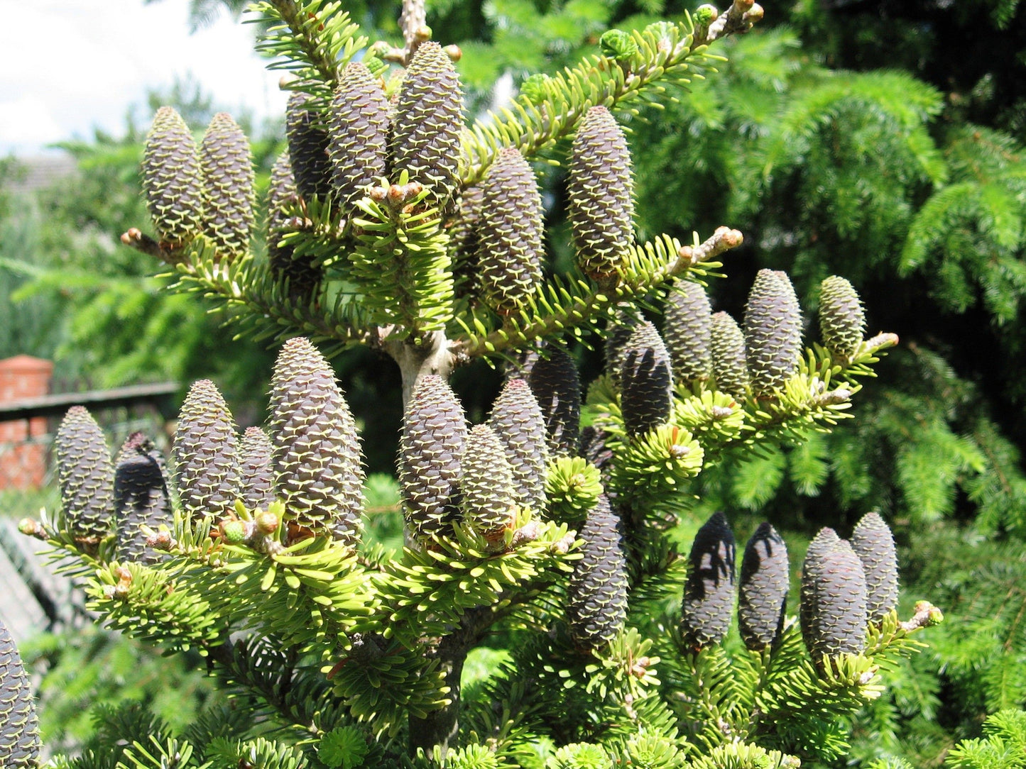 Abies koreana - Koreanpihta