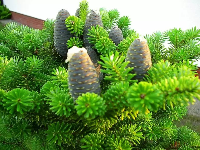 Abies koreana - Koreanpihta