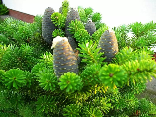 Abies koreana - Koreanpihta