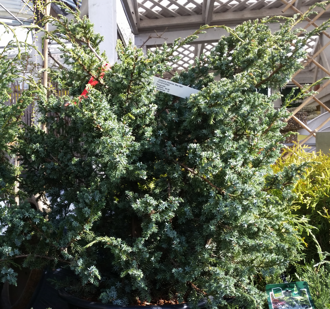 Juniperus Chinensis 'Blue Alps' - Kiinankataja