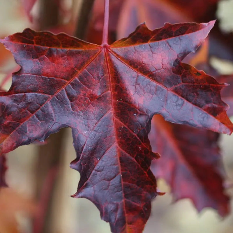Acer platanoides 'Purple Globe' - Pallovaahtera vartettu hurmevaahtera / verivaahtera