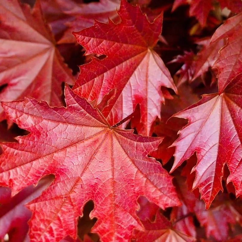 Acer platanoides 'Purple Globe' - Pallovaahtera vartettu hurmevaahtera / verivaahtera