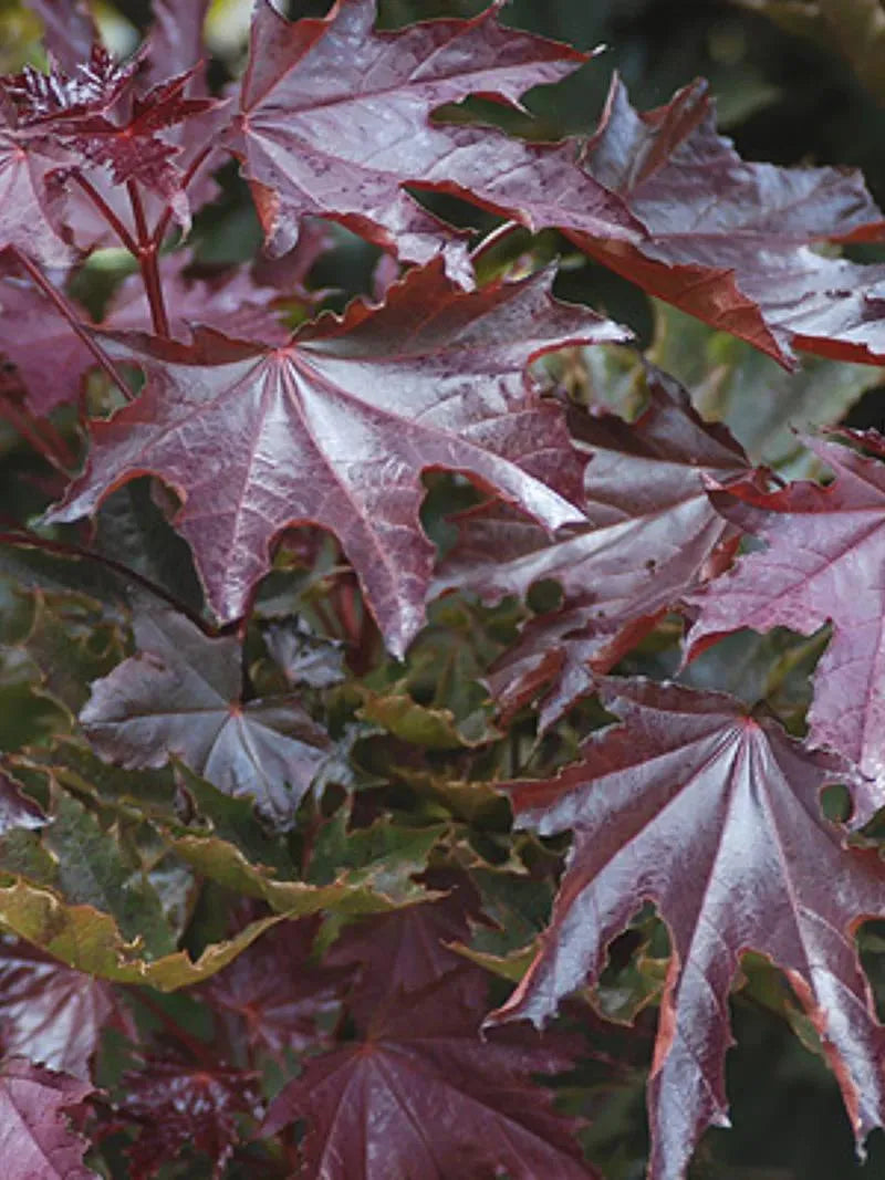 Acer platanoides 'Purple Globe' - Pallovaahtera vartettu hurmevaahtera / verivaahtera
