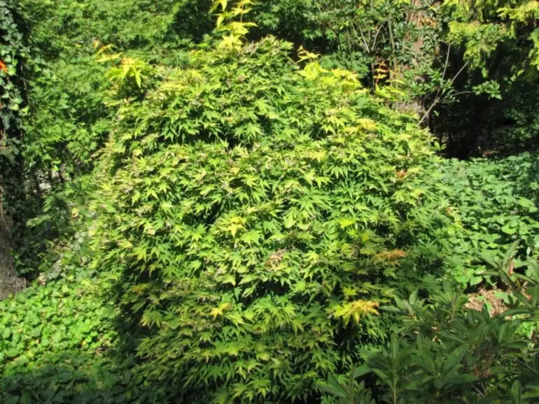 Acer palmatum 'Orange Dream' - Japanese maple