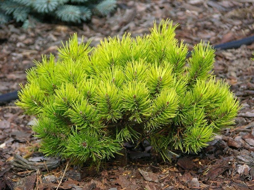 Pinus mugo 'Wintergold' - Kääpiökultavuorimänty