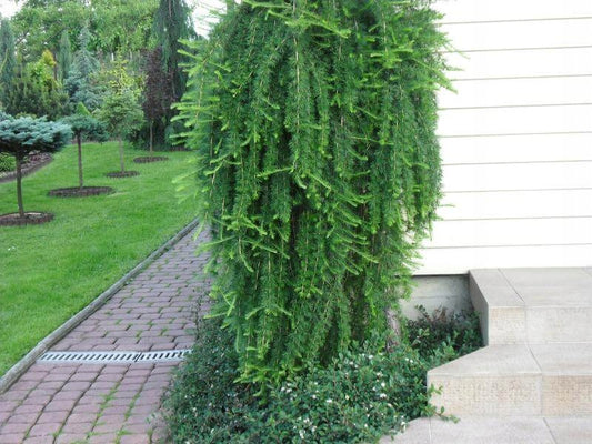 Larix decidua 'Pendula' - Riippaeuroopanlehtikuusi (vartettu, rungollinen)