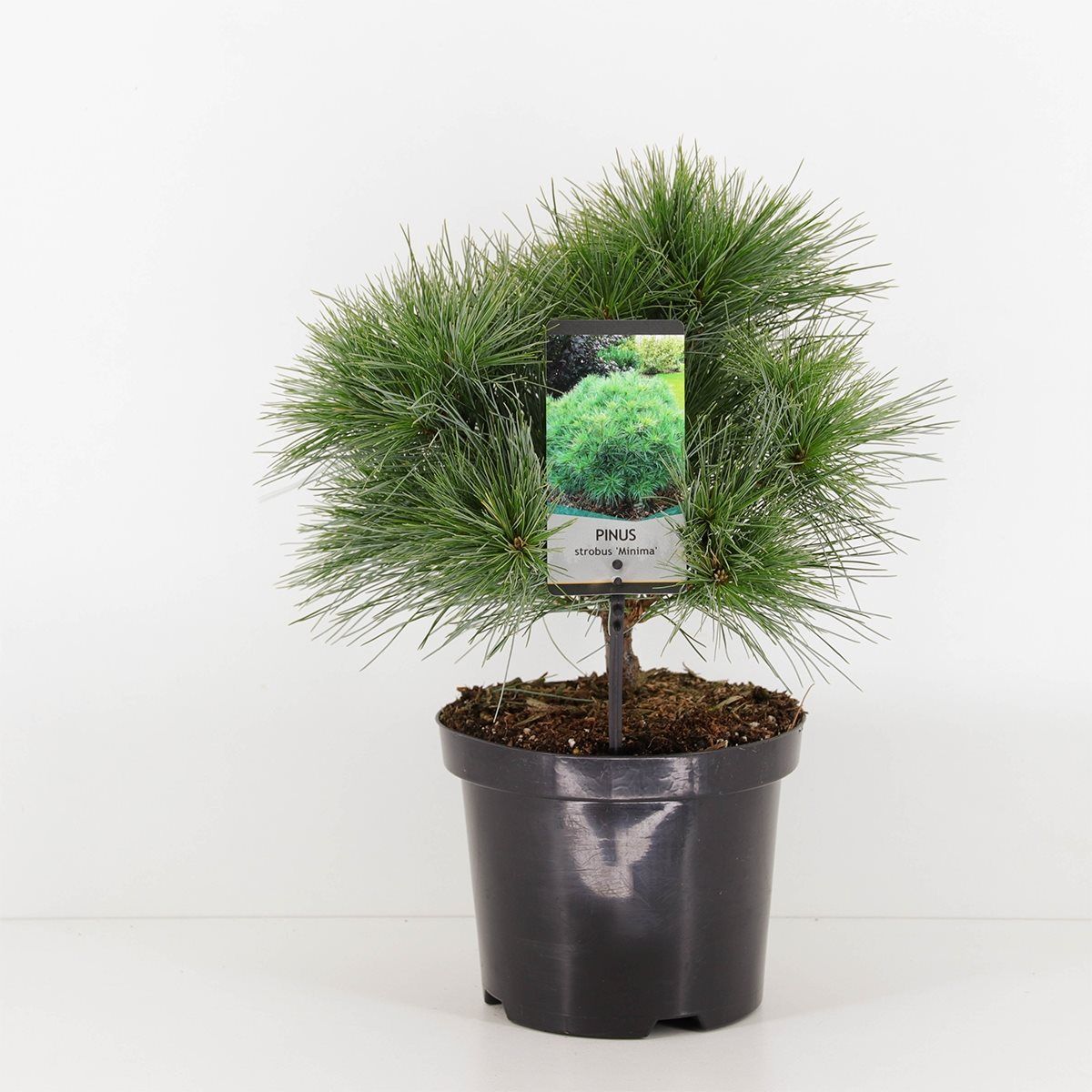 Pinus strobus "Minima" - Dwarf strobus pine