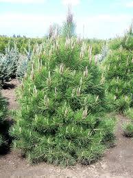 Pinus nigra - Euroopanmustamänty