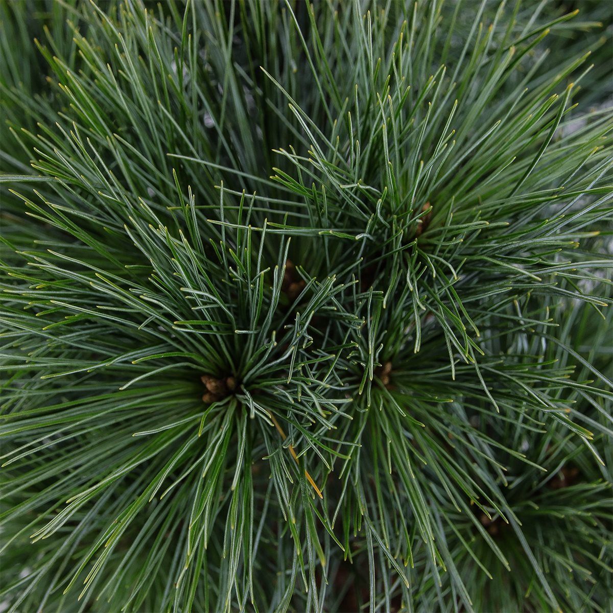 Pinus strobus "Minima" - Dwarf strobus pine