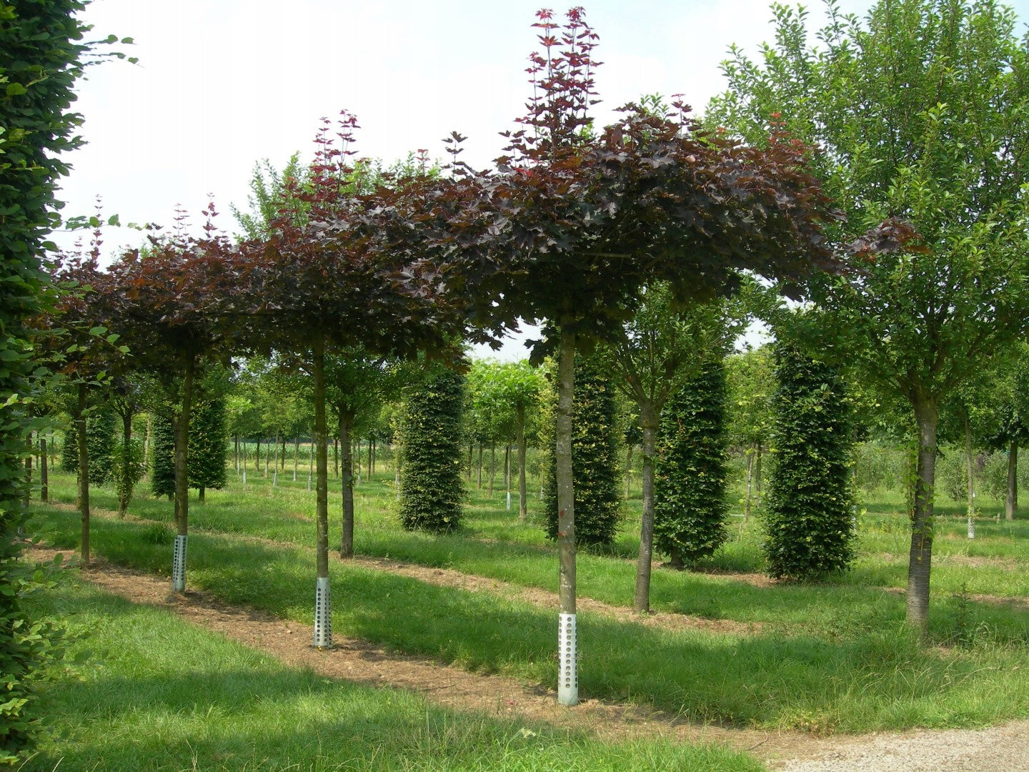 Acer platanoides 'Purple Globe' - Pallovaahtera vartettu hurmevaahtera / verivaahtera