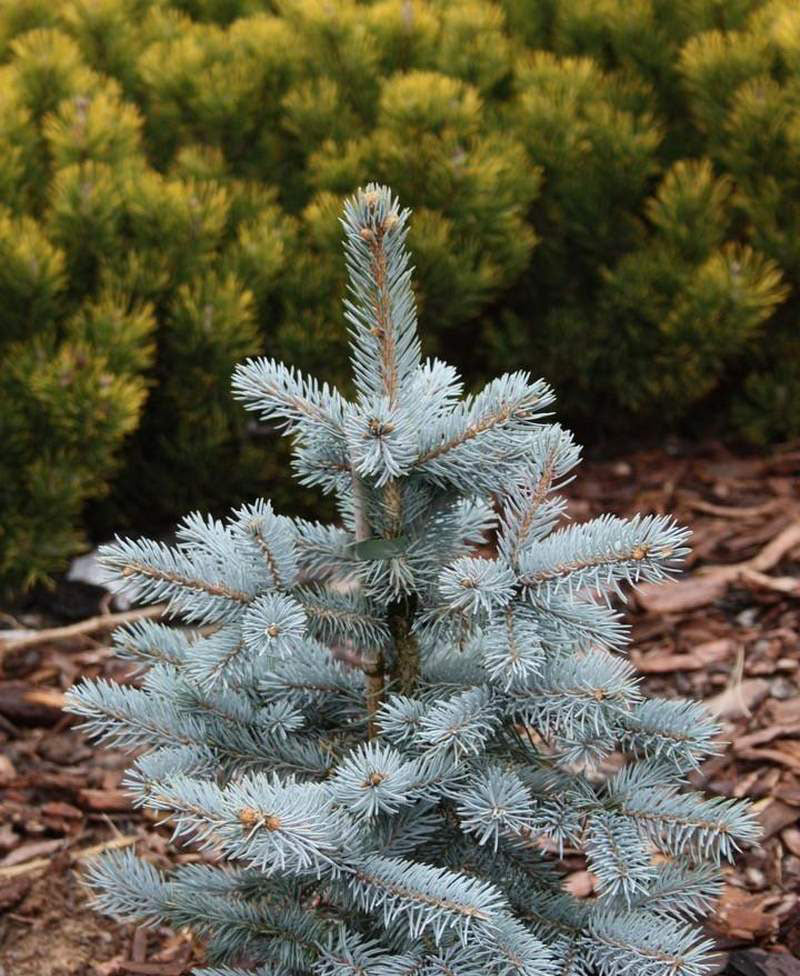 Picea Pungens 'Spek' - Sinikuusi/Okakuusi