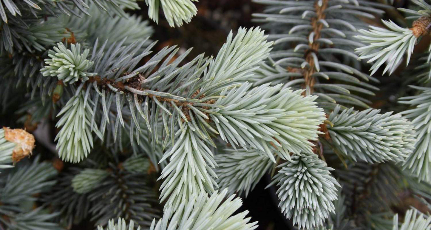 Picea Pungens 'Spek' - Sinikuusi/Okakuusi