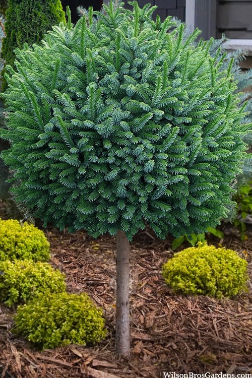 Picea Omorika "Nana" with 60cm trunk - Dwarf Serbian spruce