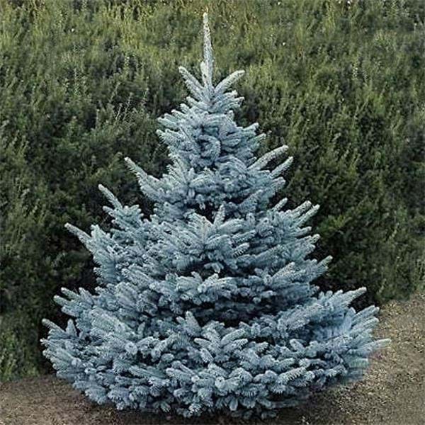 Picea pungens 'Blue Diamond' - Sinikuusi