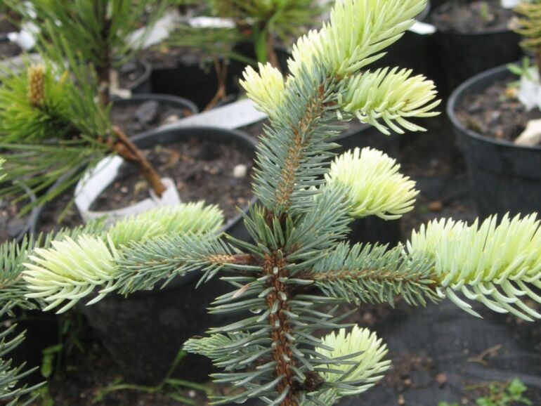 Picea Pungens 'Spek' - Sinikuusi/Okakuusi