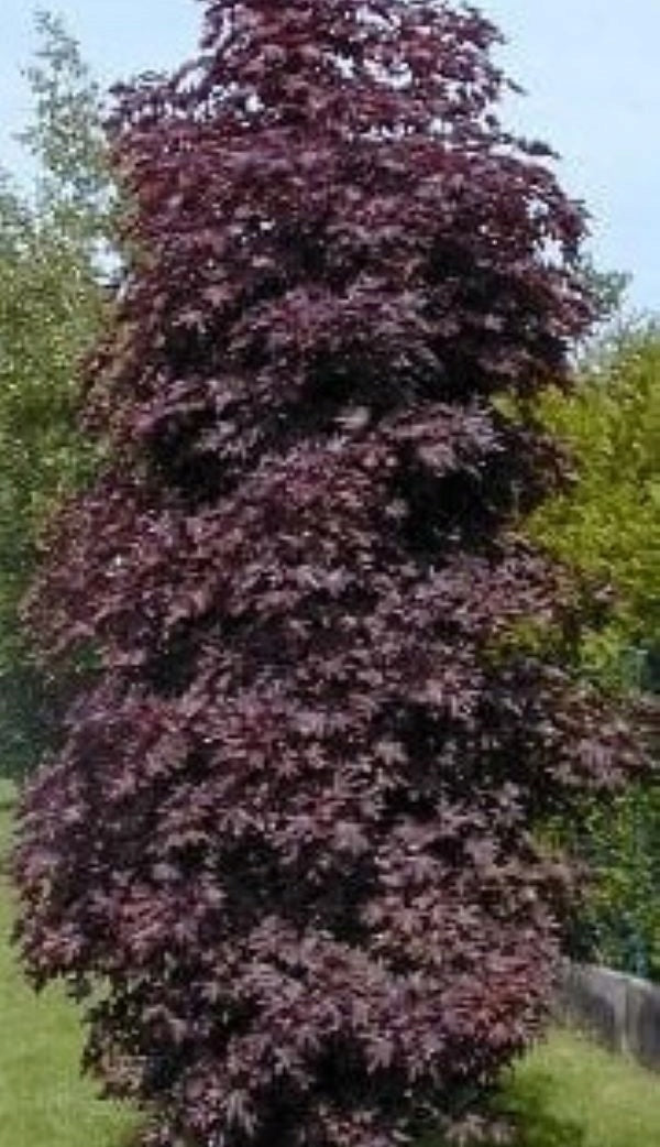 Acer platanoides 'Crimson Sentry' - Pilari- Hurmevaahtera / Verivaahtera