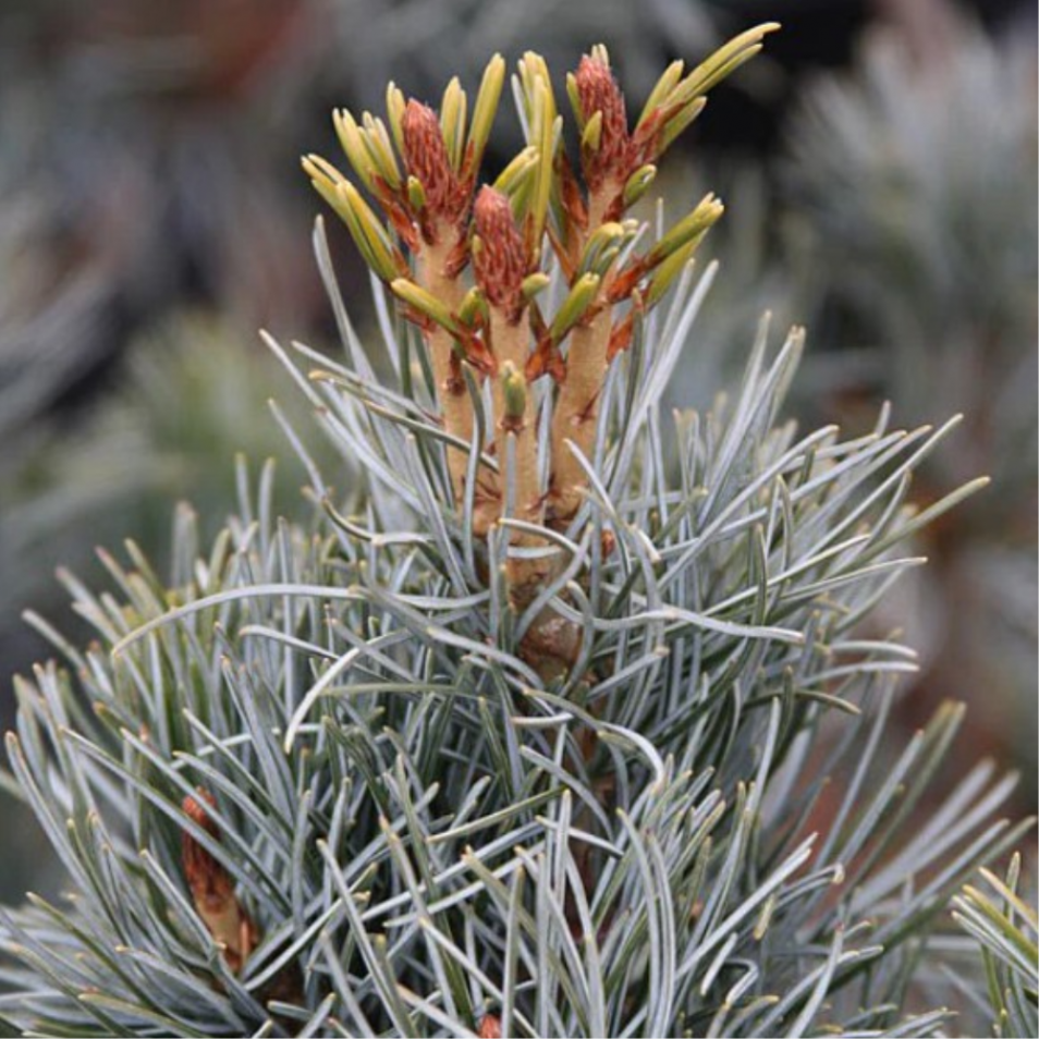 Pinus parviflora ‘Blue Giant’ - Neidonmänty