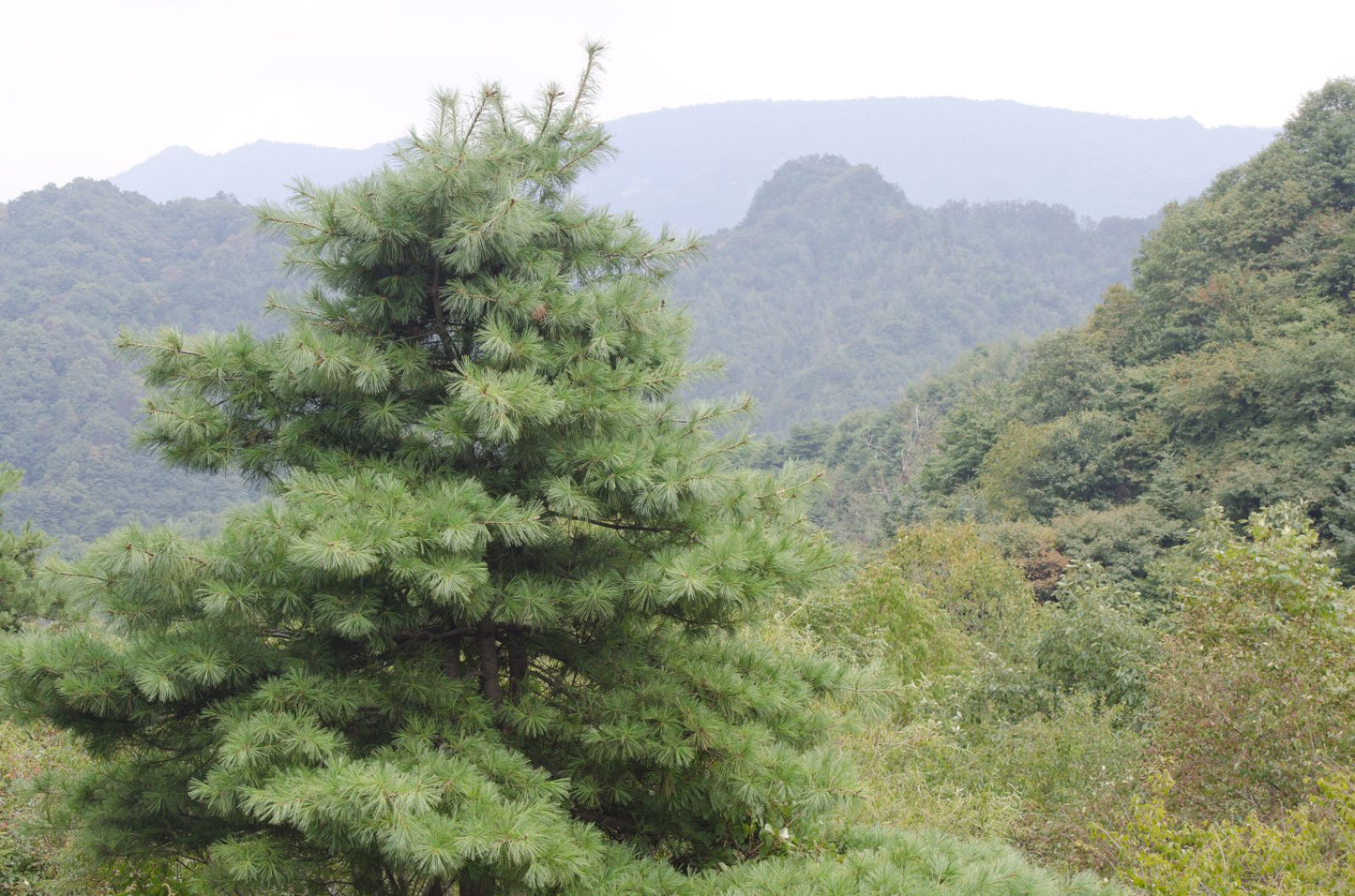 Pinus Armandii - Chinese sembra