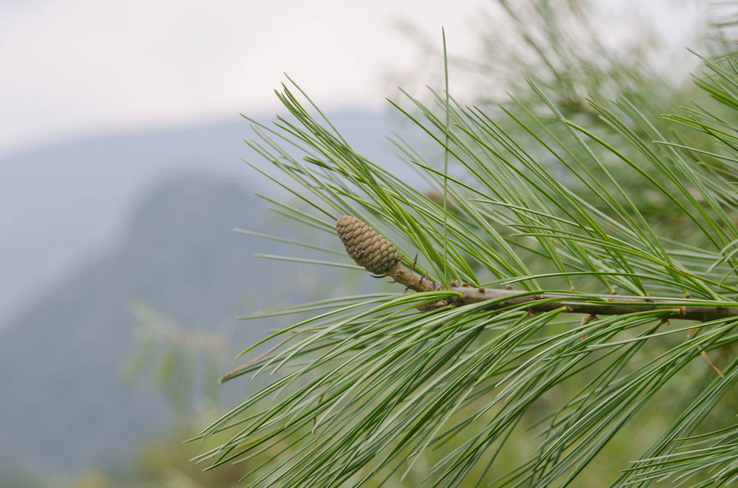 Pinus Armandii - Chinese sembra