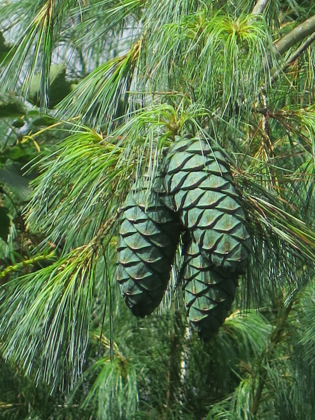 Pinus Armandii - Chinese sembra