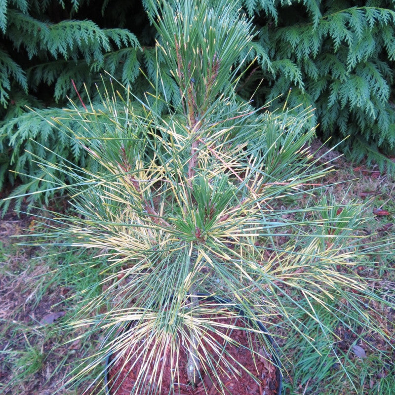 Pinus densiflora 'Golden Ghost' - Japaninpunamänty