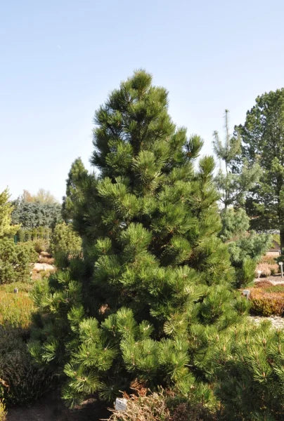 PINUS HELDREICHII (LEUCODERMIS) 'Malinki' - Bosnianmänty