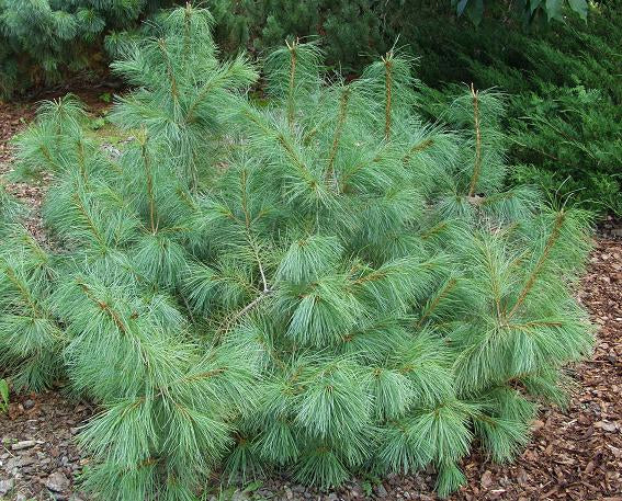 Pinus pumila "Glauca" - Pensassembra
