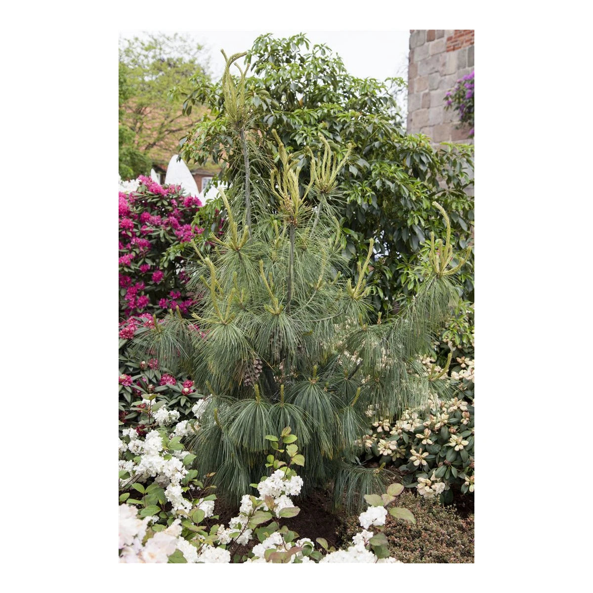 Pinus Schwerinii 'Wierthost' - Schwerin pine