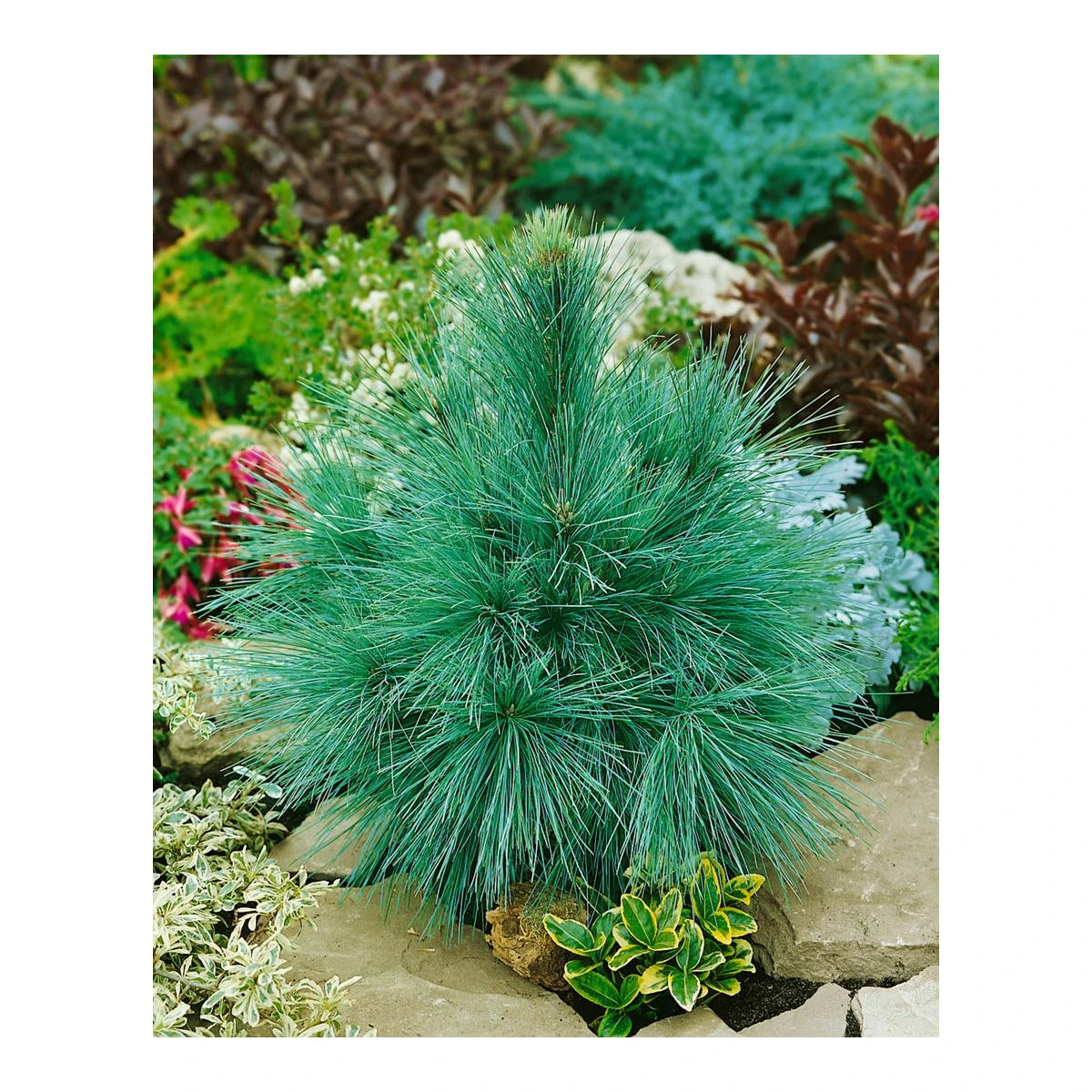 Pinus Schwerinii 'Wierthost' - Schwerin pine