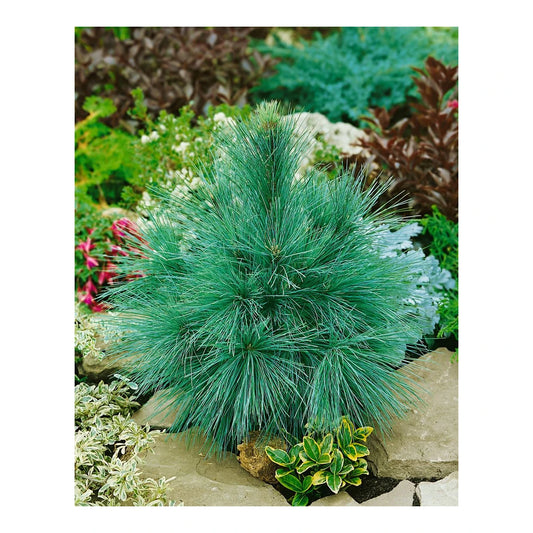 Pinus Schwerinii 'Wiethorst' - Kääpiö hybridimänty