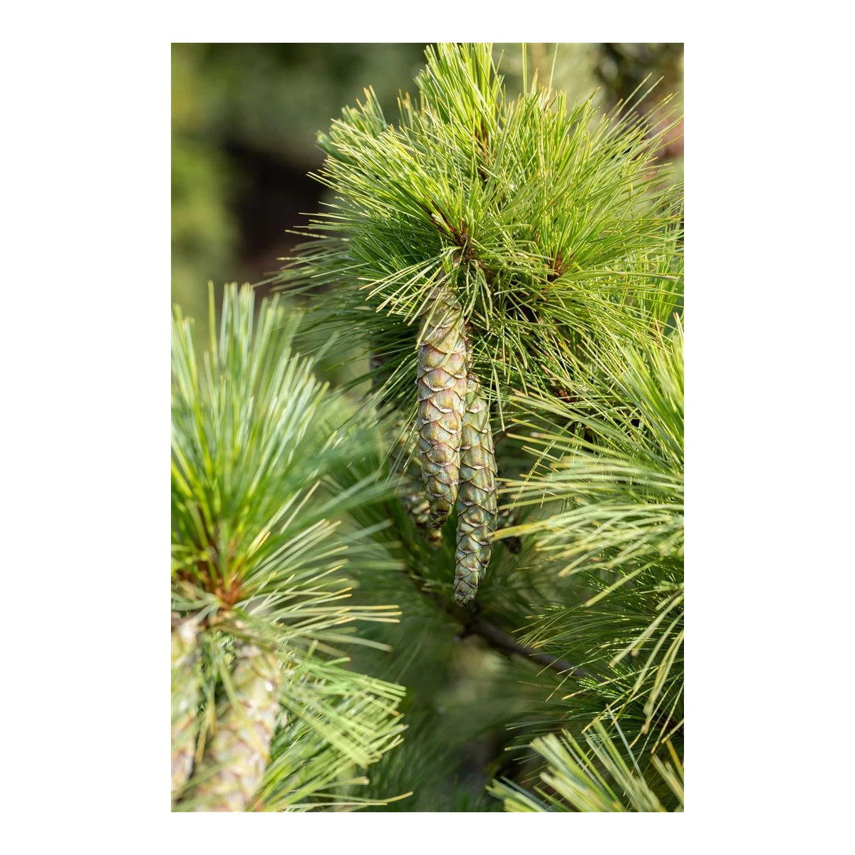 Pinus Schwerinii 'Wierthost' - Schwerin pine