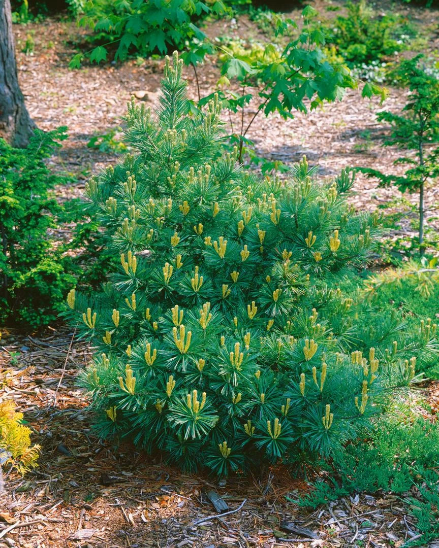 Pinus strobus "Minima" - Dwarf strobus pine