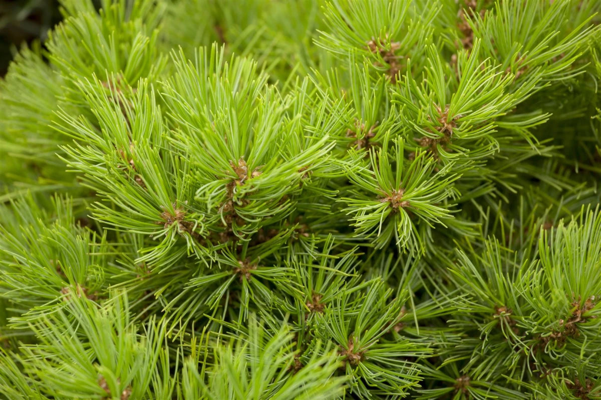 Pinus strobus "Minima" - Dwarf strobus pine