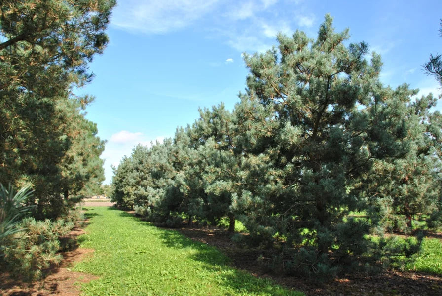 Pinus sylvestris 'Glauca' - Mänty