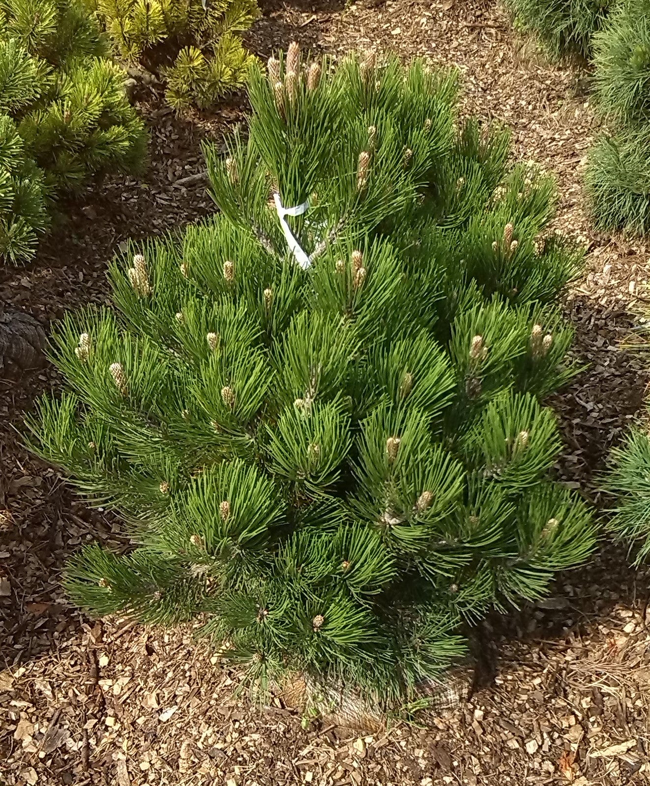 PINUS HELDREICHII (LEUCODERMIS) 'Satellit' - Serbianmänty