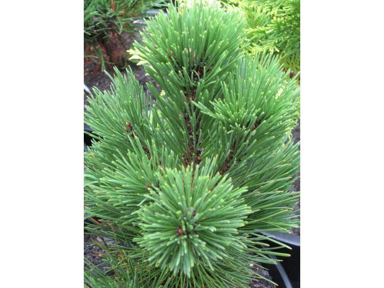 PINUS HELDREICHII (LEUCODERMIS) 'Malinki' - Bosnianmänty